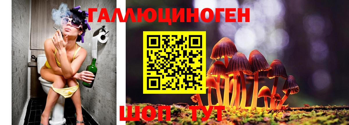 Галлюциногенные грибы Psilocybe  Вход с VPN  Курчалой  Галлюциногенные грибы мицелий 